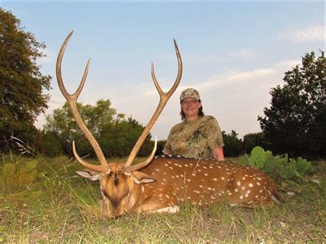 The challenging Axis Deer have similar habits of our native whitetail deer, and are extremely wary and flighty making for a difficult and rewarding hunt. . Axis deer for sale south texas